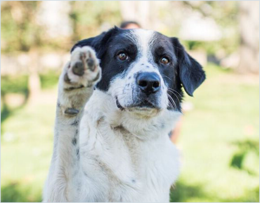 main line rescue dogs available