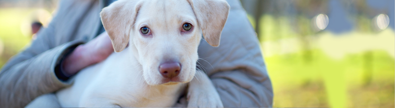 main line rescue dogs available