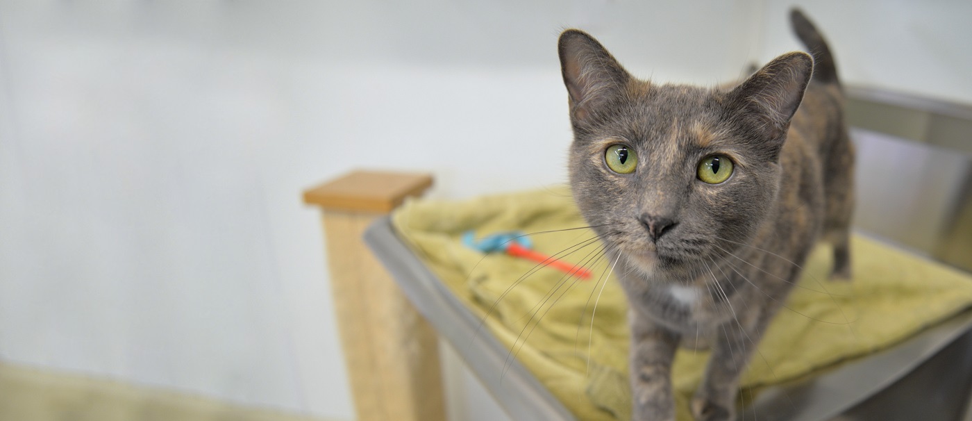 Main Line Animal Rescue Leaders in Animal Welfare