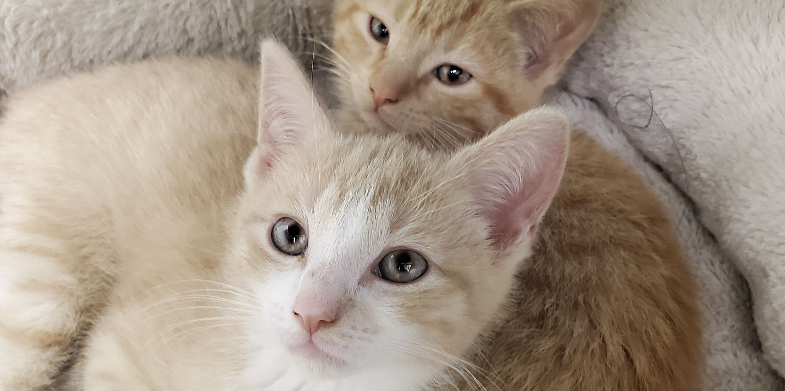 Main Line Animal Rescue | Leaders in Animal Welfare Main Line Animal Rescue | Leaders in Animal Welfare